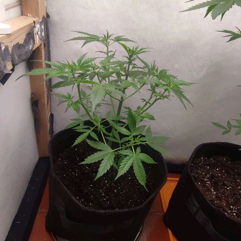 Quick One Automatic growlog timeline photo