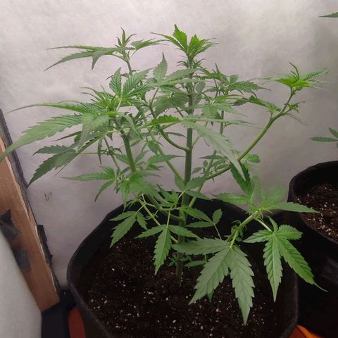 Quick One Automatic growlog timeline photo