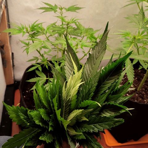 Quick One Automatic growlog timeline photo