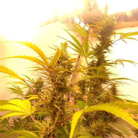 Quick One Automatic growlog timeline photo