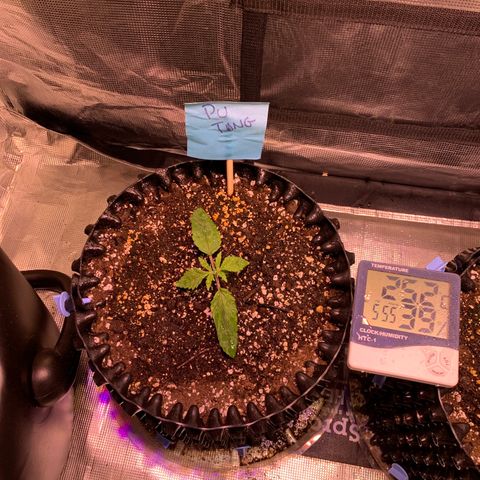Pu Tang growlog timeline photo
