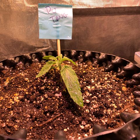 Pu Tang growlog timeline photo