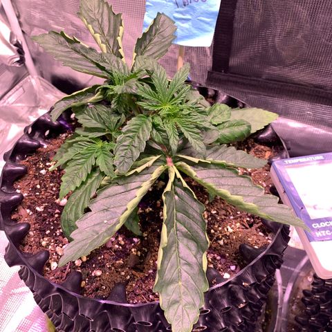 Pu Tang growlog timeline photo
