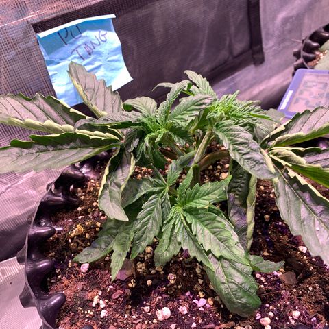 Pu Tang growlog timeline photo
