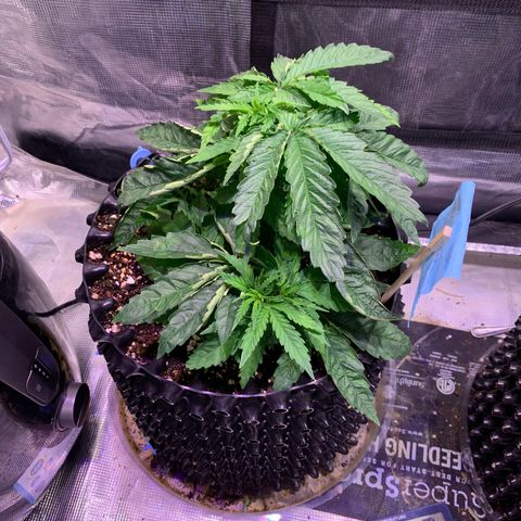 Pu Tang growlog timeline photo