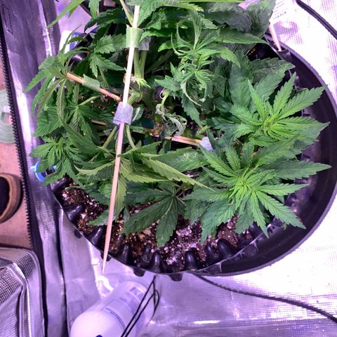 Pu Tang growlog timeline photo