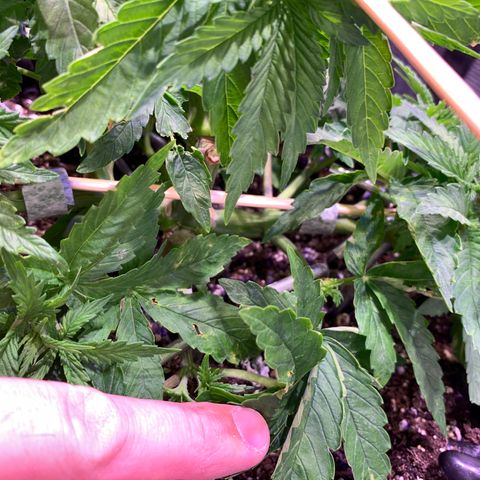 Pu Tang growlog timeline photo