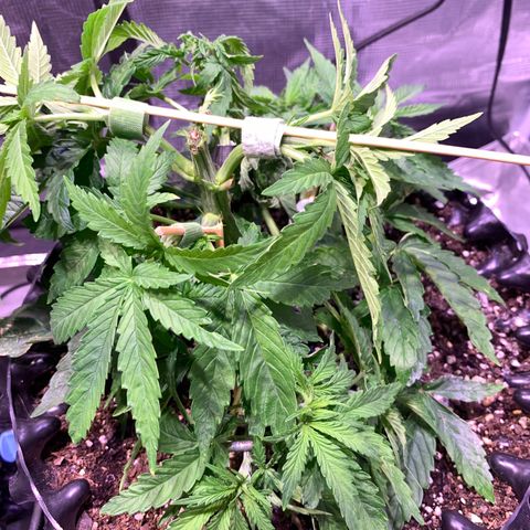 Pu Tang growlog timeline photo