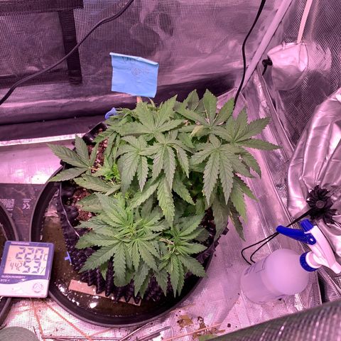 Pu Tang growlog timeline photo