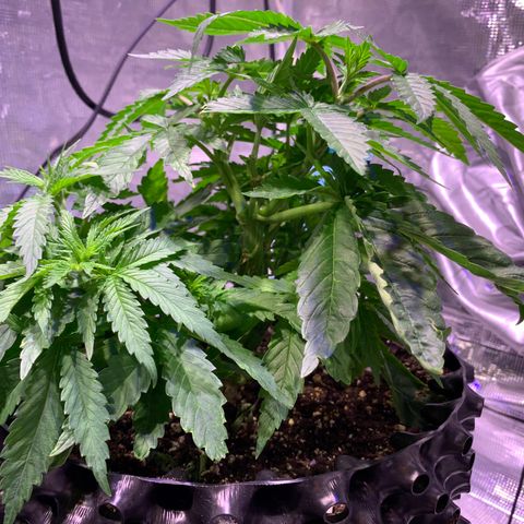 Pu Tang growlog timeline photo