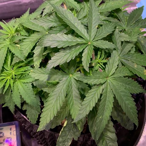 Pu Tang growlog timeline photo