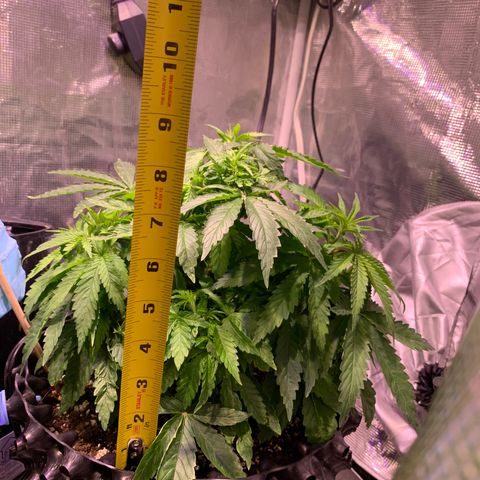 Pu Tang growlog timeline photo