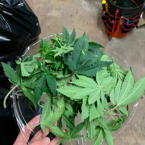 Pu Tang growlog timeline photo