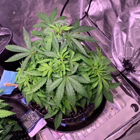 Pu Tang growlog timeline photo