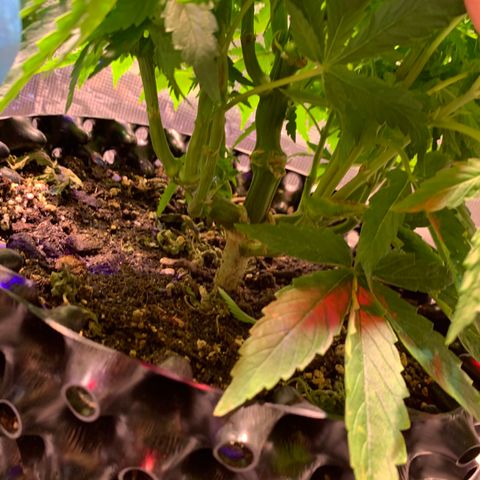 Pu Tang growlog timeline photo