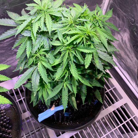 Pu Tang growlog timeline photo