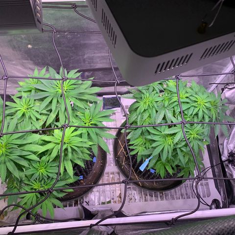 Pu Tang growlog timeline photo