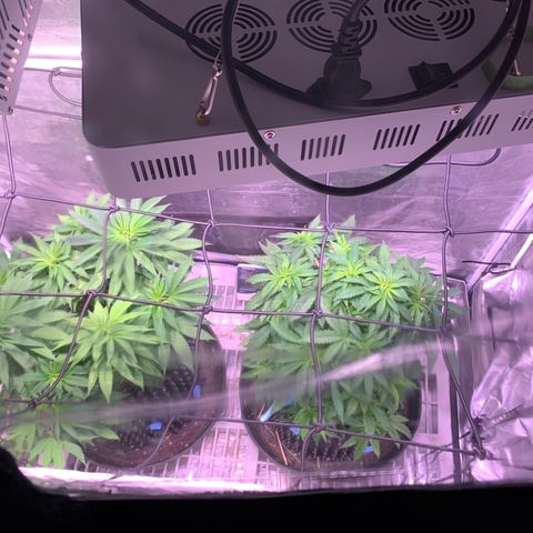 Pu Tang growlog timeline photo