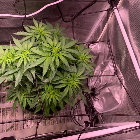 Pu Tang growlog timeline photo