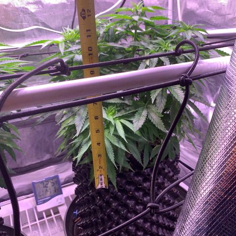 Pu Tang growlog timeline photo