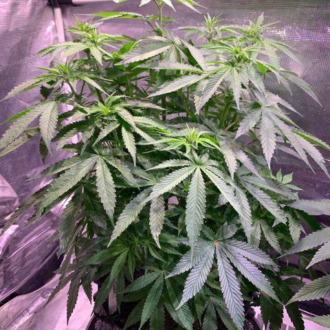 Pu Tang growlog photo: Stretching finely 
