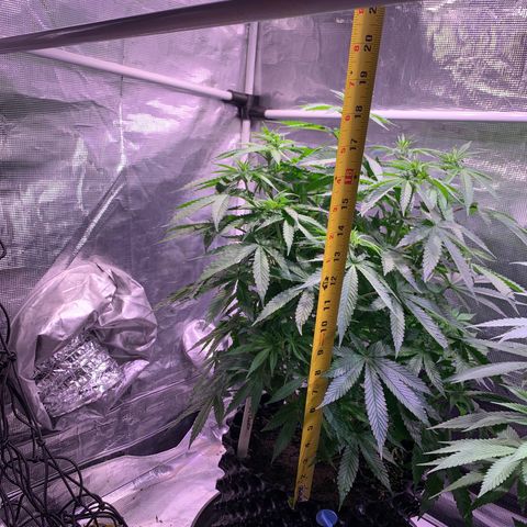 Pu Tang growlog photo: Stretching finely 