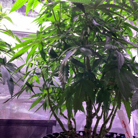 Pu Tang growlog timeline photo