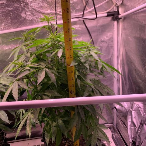 Pu Tang growlog timeline photo