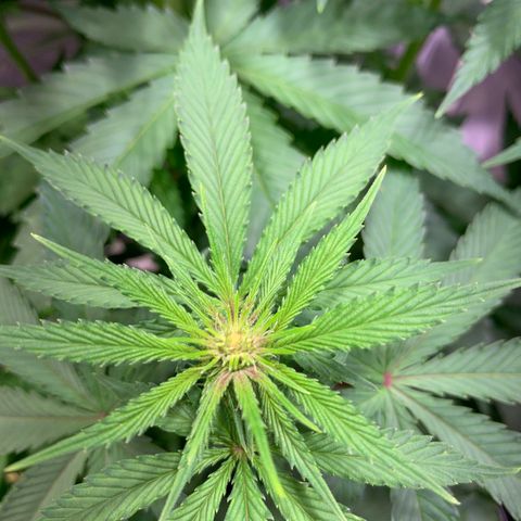 Pu Tang growlog photo: Pink showing