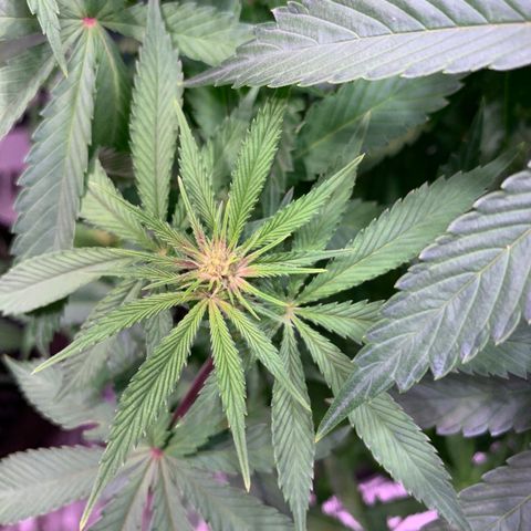 Pu Tang growlog photo: Pink showing