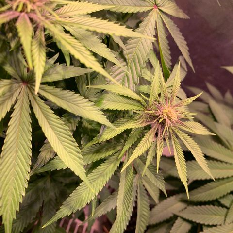 Pu Tang growlog timeline photo