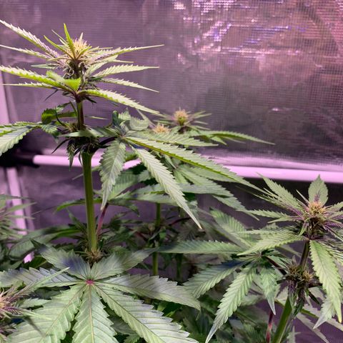 Pu Tang growlog timeline photo