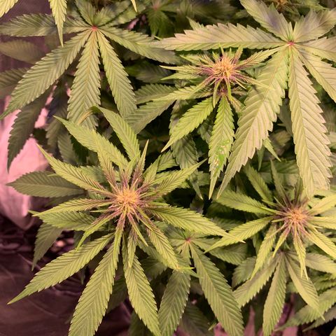 Pu Tang growlog timeline photo