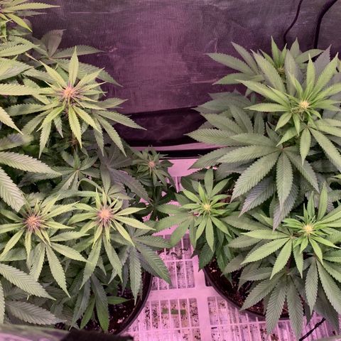 Pu Tang growlog timeline photo