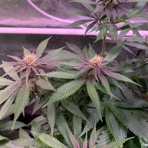 Pu Tang growlog timeline photo