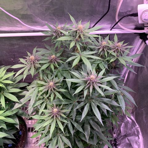 Pu Tang growlog timeline photo