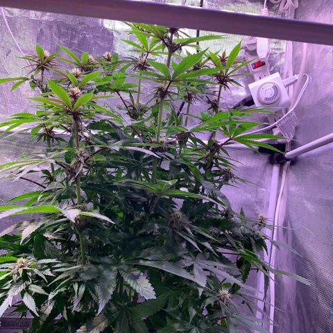 Pu Tang growlog timeline photo