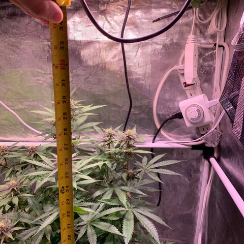 Pu Tang growlog timeline photo