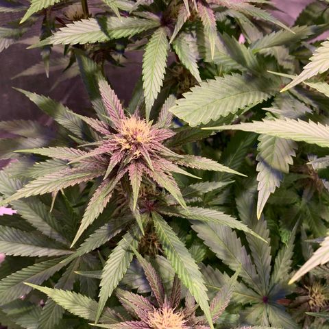Pu Tang growlog timeline photo