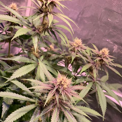 Pu Tang growlog timeline photo