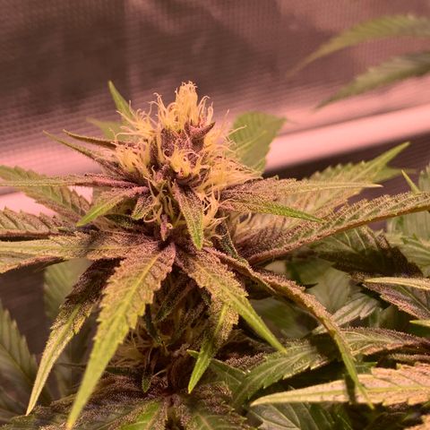 Pu Tang growlog timeline photo