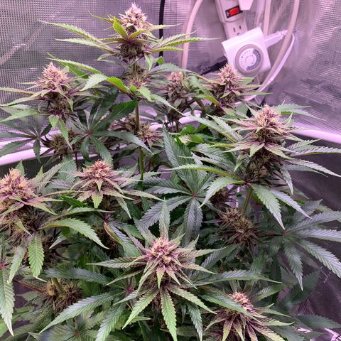 Pu Tang growlog timeline photo