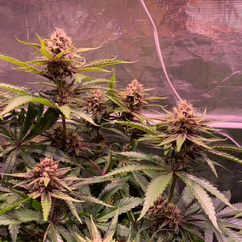 Pu Tang growlog timeline photo