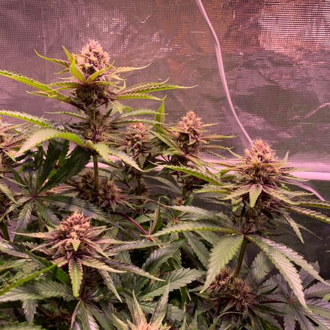 Pu Tang growlog timeline photo
