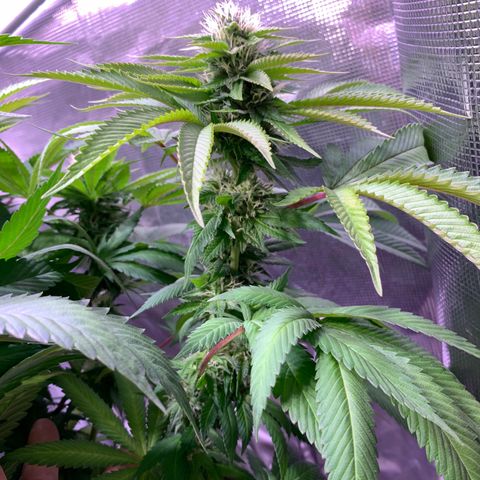 Pu Tang growlog timeline photo