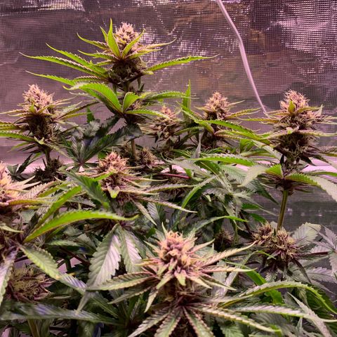 Pu Tang growlog timeline photo