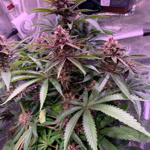 Pu Tang growlog timeline photo