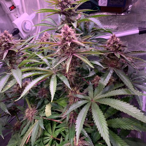 Pu Tang growlog timeline photo