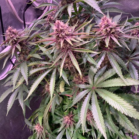 Pu Tang growlog timeline photo