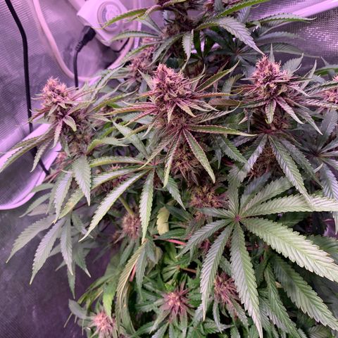 Pu Tang growlog timeline photo